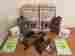 P24cst20g2aa Motorola Vintage Pair Of Sport 10 Walkie Talkies 2 Way Radios Camouflage