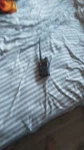 Baofeng Dual Band Two-way Radio Set With Lcd Display. Fixed Price $25.00.